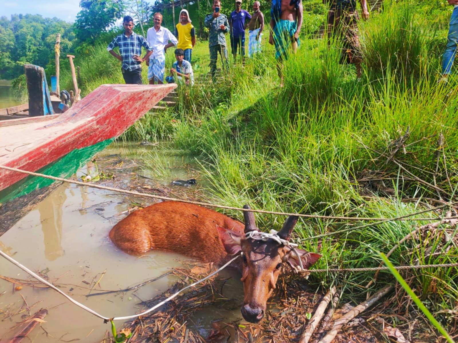 কর্ণফুলী নদী থেকে উদ্ধার সাম্বার হরিণটি চিকিৎসা অবস্থায় মারা গেল