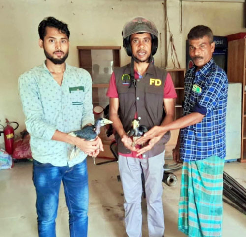 কাপ্তাইয়ে বিলুপ্ত রাজ ধনেশ ও টিয়া পাখির বাচ্চা উদ্ধার
