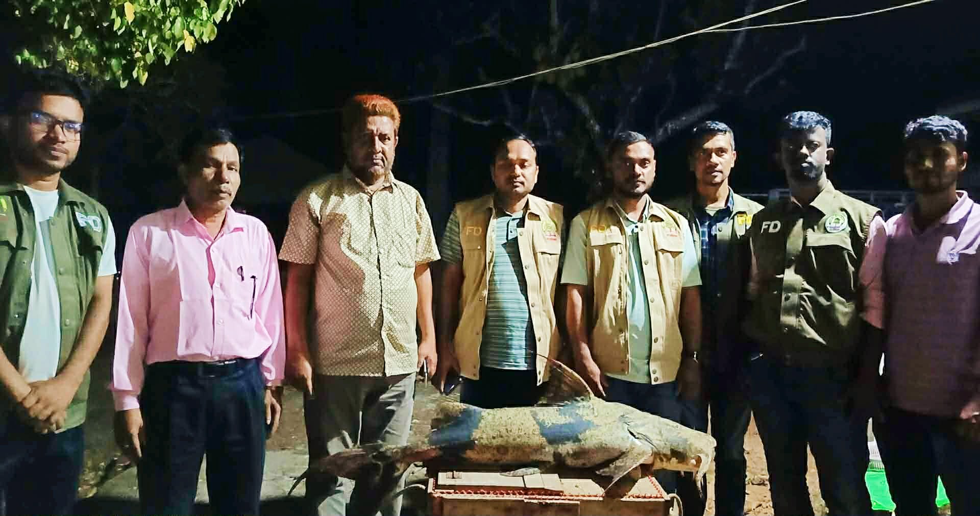 নিষেধাজ্ঞা অমান্য করে শিকার কাপ্তাইয়ে ১৬ কেজির মহাবিপন্ন বাঘা আইড় জব্দ, ধ্বংস করে মাটিচাপা