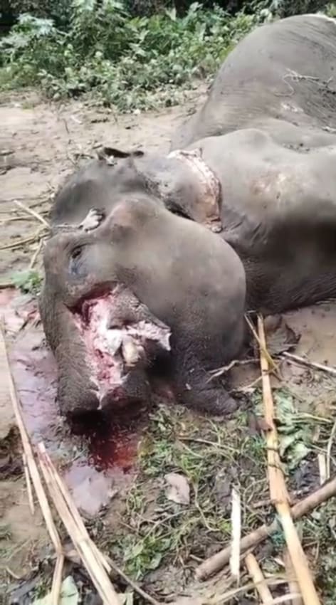 রেহাই পেলনা মৃত হাতি- রাতের আঁধারে দেহে দুর্বৃত্তদের থাবা উধাও পা, শুঁড় ও দাত