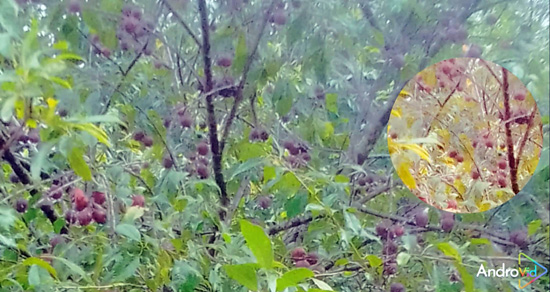 আশ্রমপাড়ার কাঠের সেতু মৃত্যুফাঁদে পরিণত, আতঙ্কে শিক্ষার্থী-গ্রামবাসী