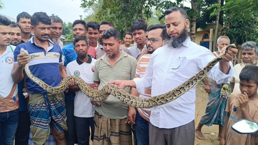 দীঘিনালায় লোকালয় থেকে বার্মিজ পাইথন উদ্ধার