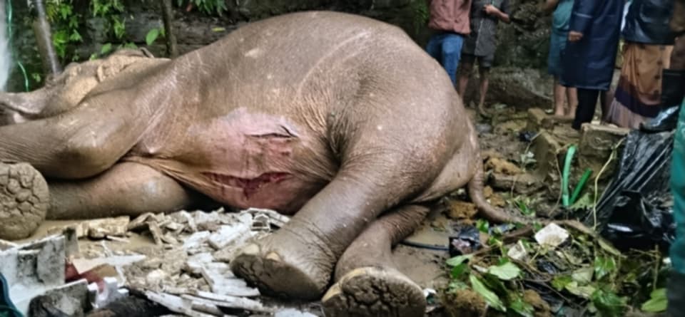 টানা ভারী বৃষ্টিতে টেকনাফে পাহাড় থেকে পড়ে মা হাতি আহত চিকিৎসায় প্রস্তুত বন বিভাগ