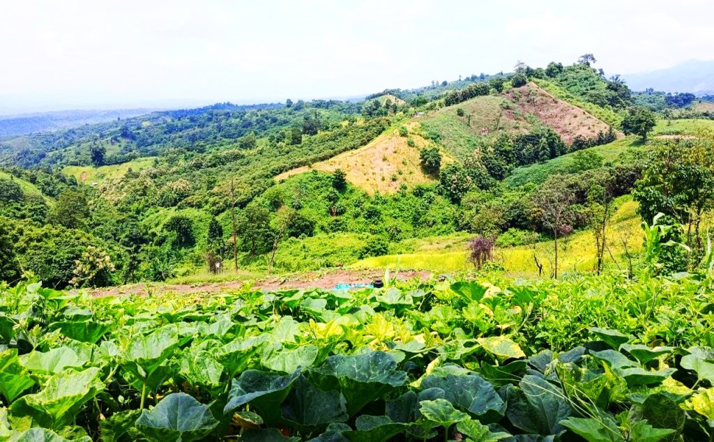 বিলাইছড়িতে ৫৪ বস্তা ইউরিয়া সারসহ একজন আটক